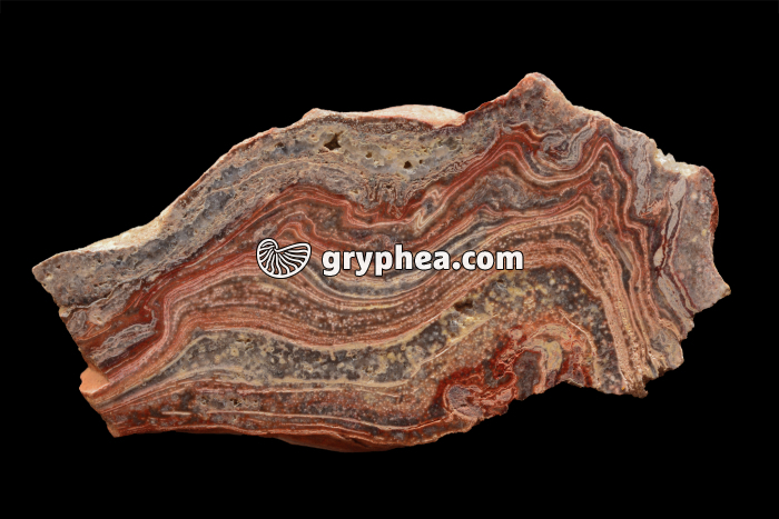 Stromatolite (surface polie) - gryphea.com